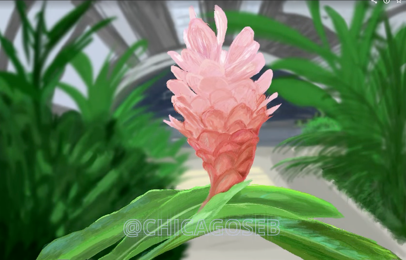 動画を読み込む: A screen recording showing how I digitally paint a raster ginger flower using Procreate on iPad.